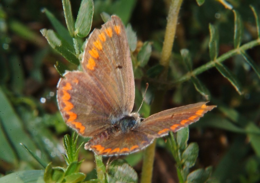 agestis? icarus?